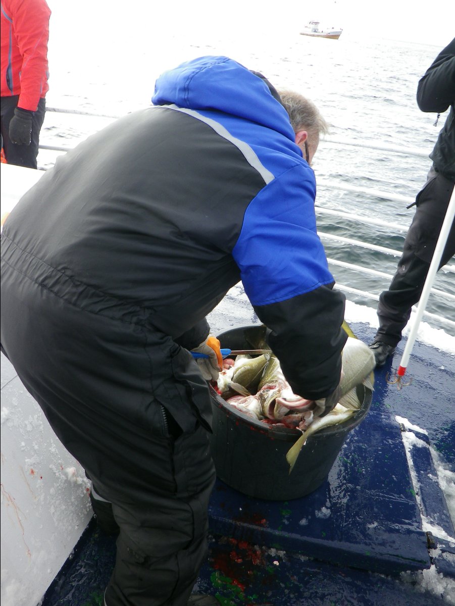 Cod Fishing37